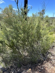 Persoonia curvifolia