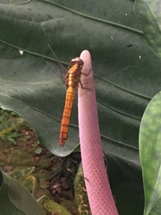 Orthetrum testaceum