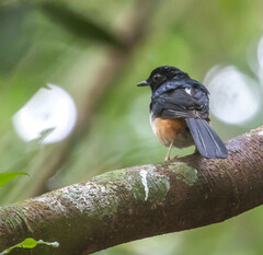 Copsychus albiventris