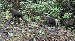 Macaca maura