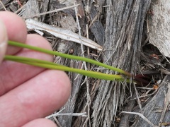 Thysanotus thyrsoideus