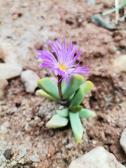 Cerochlamys pachyphylla