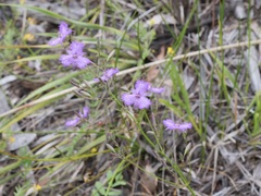 Thysanotus thyrsoideus