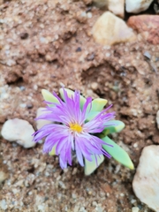 Cerochlamys pachyphylla