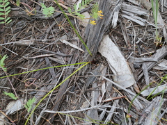 Thysanotus thyrsoideus