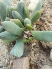 Cerochlamys pachyphylla