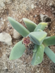 Cerochlamys pachyphylla