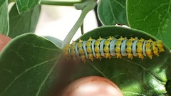 Rothschildia cinctus
