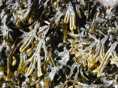 Fucus ceranoides