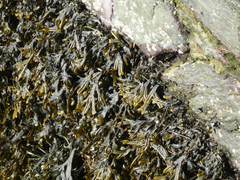 Fucus ceranoides