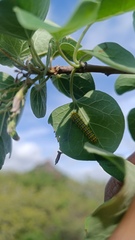 Rothschildia cinctus