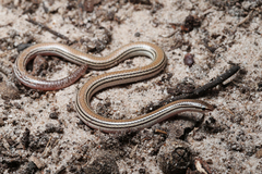 Aprasia striolata