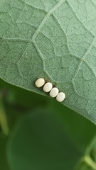 Rothschildia cinctus