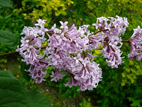 Lila húngara