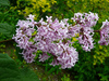 Hungarian Lilac - Photo (c) Kingsbrae Garden, some rights reserved (CC BY-NC-SA)