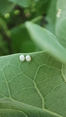 Rothschildia cinctus