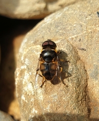 Eristalina