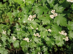 Crataegus ucrainica