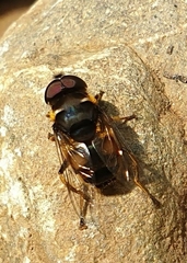 Eristalina