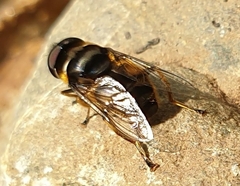 Eristalina