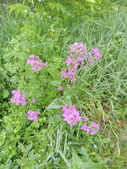 Hesperis pycnotricha