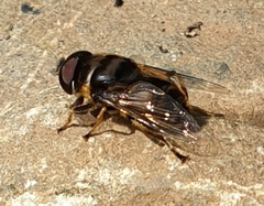 Eristalina