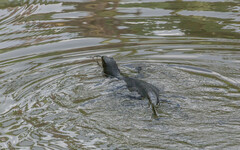 Varanus salvator andamanensis