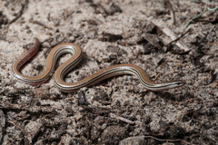 Aprasia striolata