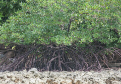 Rhizophora