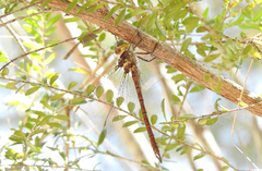 Austrocordulia refracta