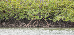 Rhizophora