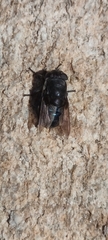 Oestridae