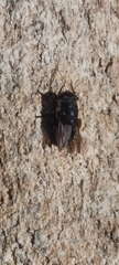 Oestridae