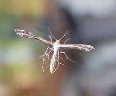 Pterophoroidea