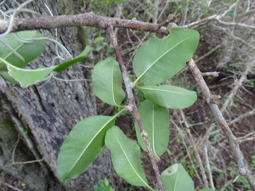 Sideroxylon palmeri, photograph 3