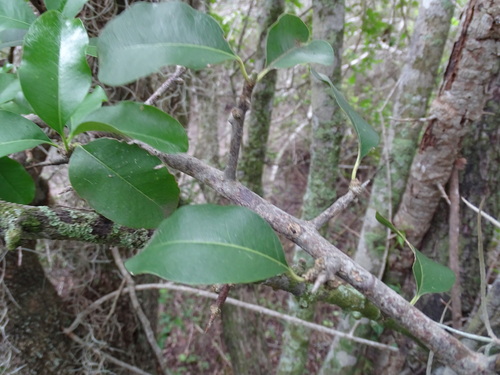 Sideroxylon palmeri, photograph 2