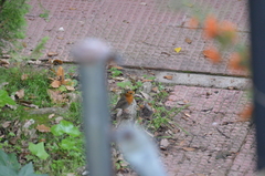 Erithacus rubecula rubecula