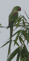 Psittacula eupatria