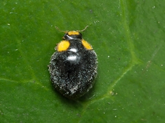 Apolinus lividigaster