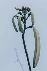 Oroxylum indicum