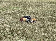 Balearica regulorum