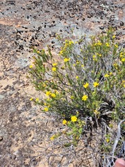 Oedera sedifolia
