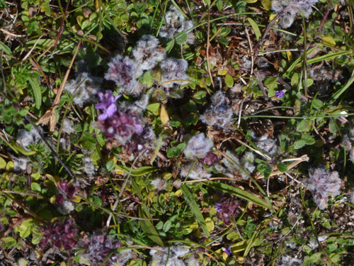 Thyme Gall-mite