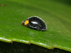 Apolinus lividigaster