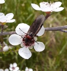 Dilophus nigrostigma