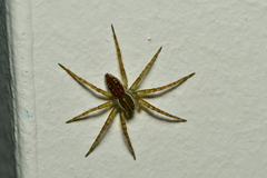 Dolomedes facetus