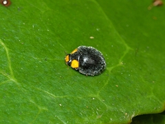 Apolinus lividigaster