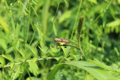 Phlaeoba fumosa