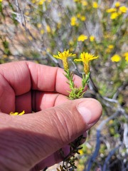 Oedera sedifolia