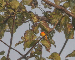 Pericrocotus cinnamomeus